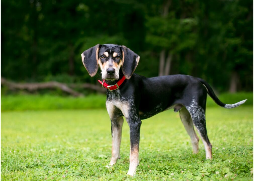 #58. Bluetick coonhound
